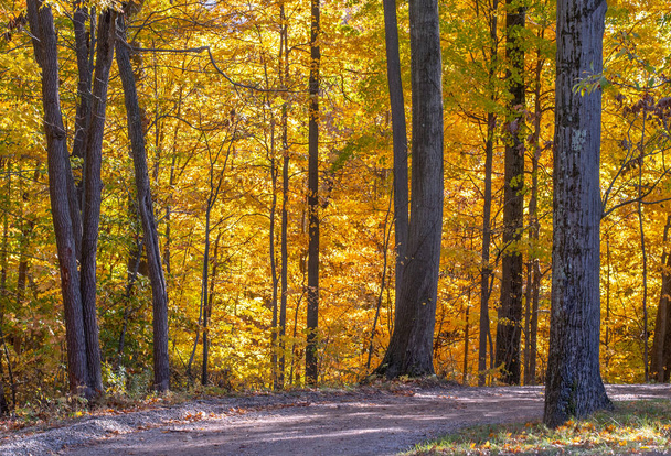 Beautiful fall drive besides golden trees in Michigan USA - Fotografie, Obrázek