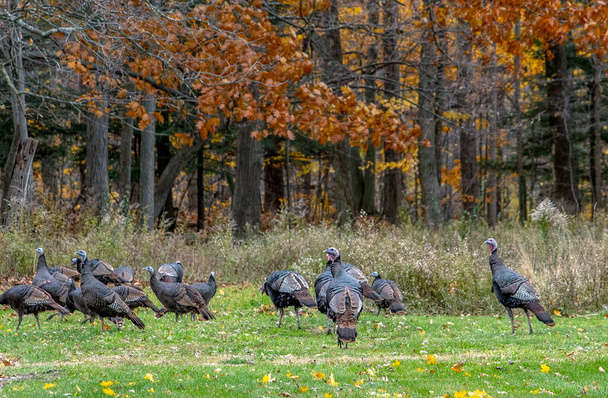 Wild turkeys gather in a wooded Michigan USA back yard the week before thanksgiving - Photo, Image