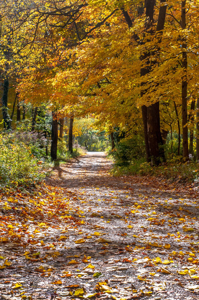 Beautiful leaf strewn road in Michigan USA. Fall colors at it's best - Foto, Imagen