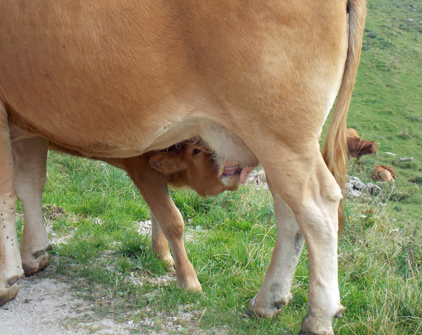 jonge kalf terwijl het drinken van de melk van de moeder - Foto, afbeelding