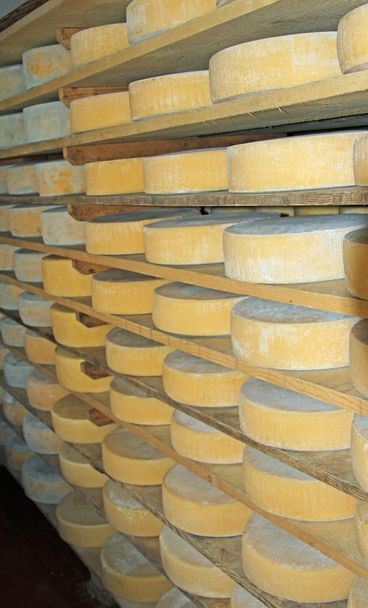 μορφές φρέσκο τυρί στον γαλακτοκοµικό της ένα βουνό Καλύβας - Φωτογραφία, εικόνα