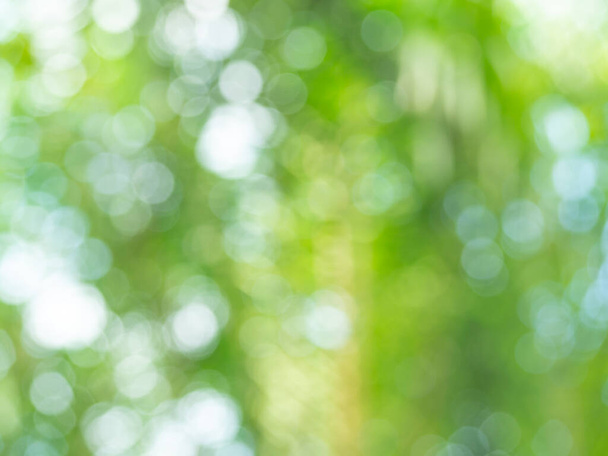 Palmera tropical verde borrosa abstracta, fondo natural con bokeh, luz natural. Antecedentes de hojas verdes borrosas bokeh fuera de foco del bosque arbóreo. - Foto, Imagen