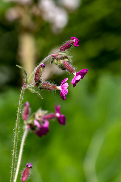 Silene dioica flower growing in meadow - Photo, Image