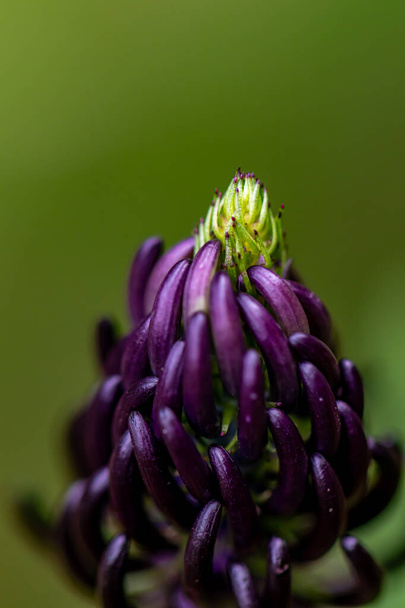 Phyteuma ovatum flor que crece en las montañas - Foto, imagen