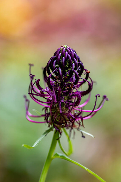 Phyteuma ovatum flor que crece en las montañas, de cerca - Foto, imagen