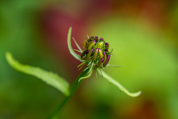 Phyteuma ovatum flower in gounds, macro - Фото, изображение