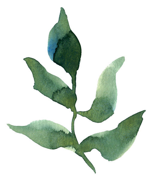 Watercolor branch. Hand painted illustration - Фото, изображение