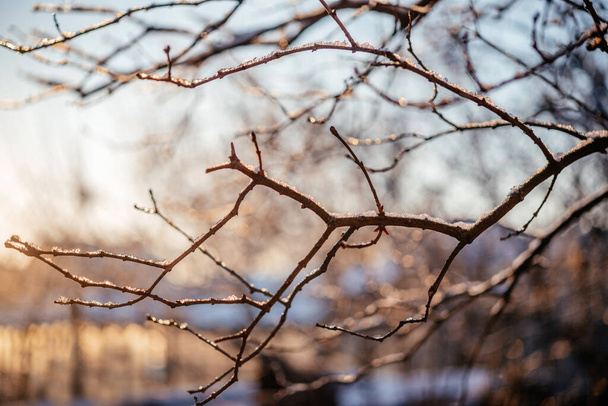 branches d'arbres nues recouvertes de givre fond d'hiver au lever du soleil - Photo, image