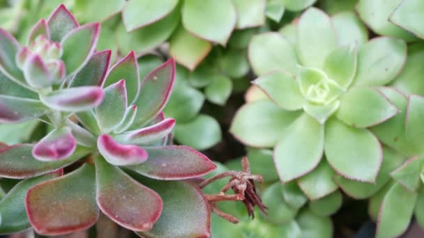 Succulent növények gyűjtése, kertészkedés Kaliforniában, USA. Lakáskerttervezés, különféle botanikus tyúkok és csibék változatossága. Dekoratív díszítő echeveria szobanövények válogatott keveréke, virágtermesztés - Felvétel, videó