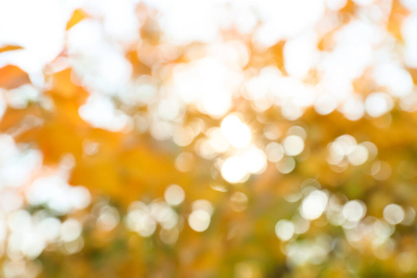 Θολή θέα των κλαδιών των δέντρων με όμορφα φύλλα στο πάρκο φθινόπωρο - Φωτογραφία, εικόνα