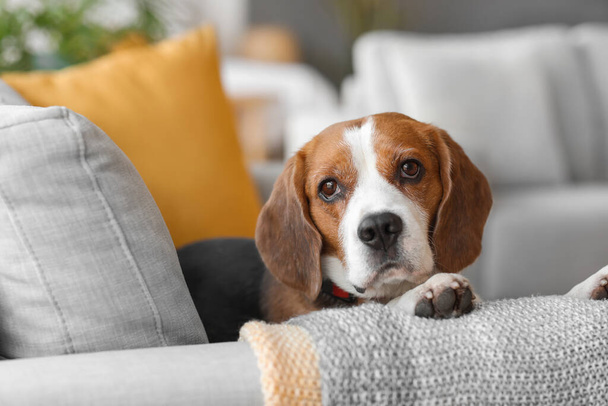 Χαριτωμένο σκυλί Beagle που βρίσκεται στον καναπέ - Φωτογραφία, εικόνα