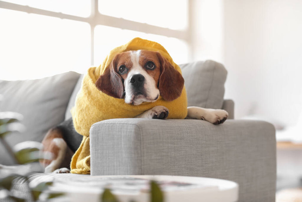 Leuke Beagle hond met warme sjaal thuis op herfstdag - Foto, afbeelding