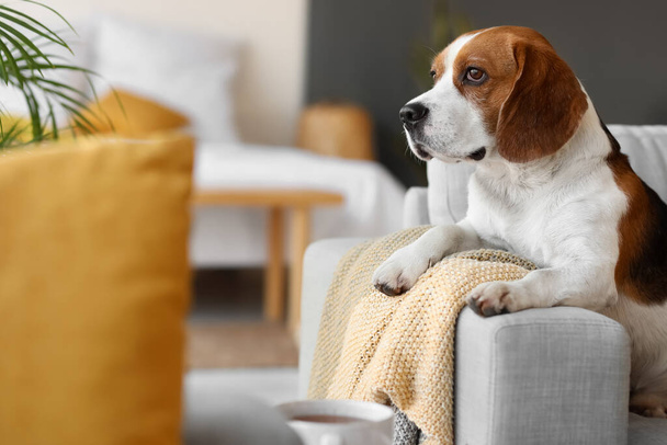 Lindo perro Beagle con cuadros calientes en casa en el día de otoño - Foto, imagen