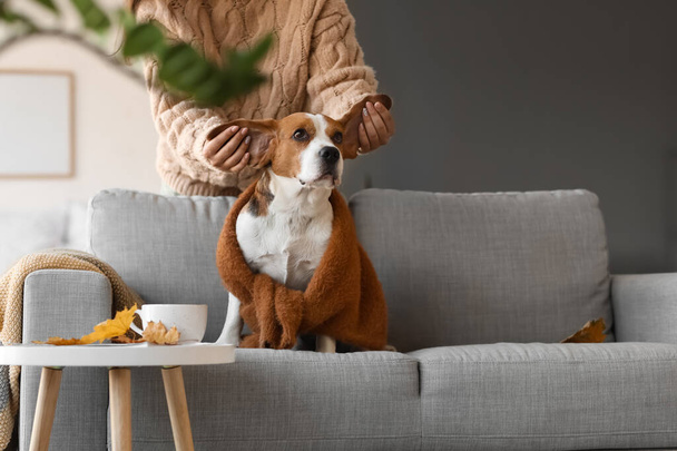 Mulher brincando com cão bonito Beagle em casa no dia de outono - Foto, Imagem