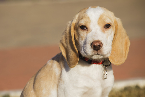 Beagle Puppy Retrato
 - Foto, Imagem