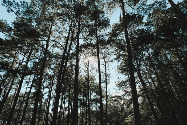 Prachtig zomers uitzicht op een dennenbos in azië met het zonlicht schijnt door de dennentakken naar beneden. Het zonlicht schijnt door bossen in het boslandschap. - Foto, afbeelding