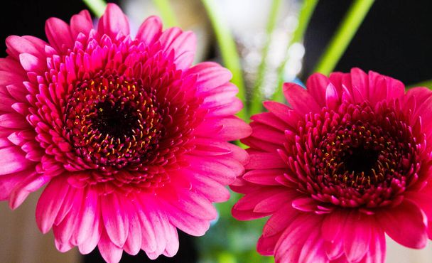 A closeup of two beautiful pink Barberton daisy (Gebera Jamesonii) flowers with a blurred background - 写真・画像