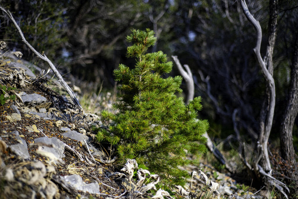 A green fir tree growing on a hill - Fotoğraf, Görsel