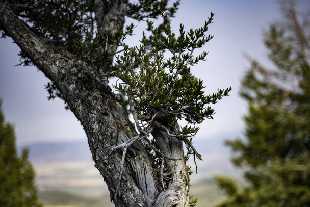 A closeup shot of a pine tree trunk - Photo, Image