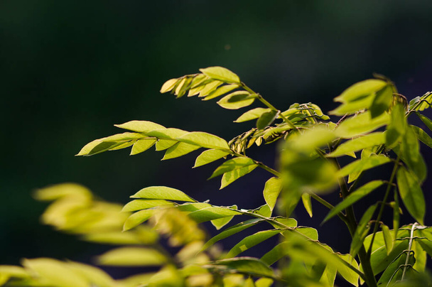 A selective focus shot of green plant under the sunlight - Fotoğraf, Görsel