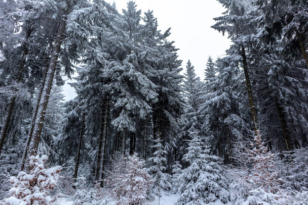 Hermoso paisaje invernal en las alturas del bosque de Turingia cerca de Schmiedefeld - Turingia - Foto, imagen