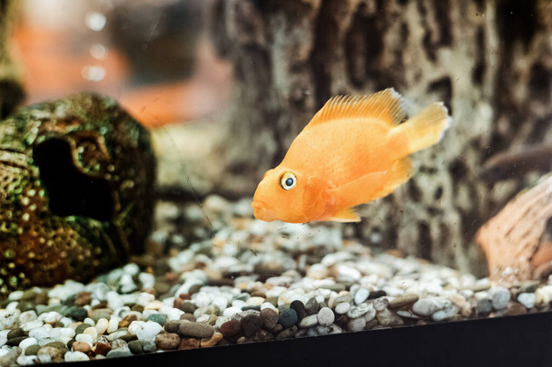 Cichlid parrot is a cute fish in an aquarium - Photo, Image