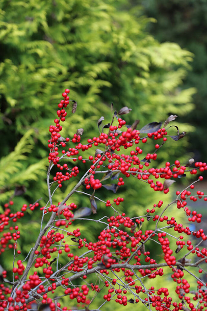 裸の枝に鮮やかな赤の冬の果実(ilex verticillata) 、クローズアップ - 写真・画像