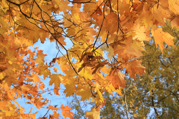 明るい赤の葉と太陽の光に照らされた秋のカエデの枝の翼の種、クローズアップ - 写真・画像