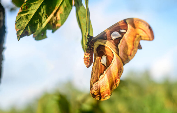 Atlas-Motte hängt in Blatt-Nahaufnahme Seitenansicht, Schlangenkopf-ähnliches Muster in den großen Flügeln hilft, Raubtiere abzuwehren. - Foto, Bild
