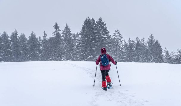  nice senior woman snowshoing in heavy snow fall in a winterly forest and moor landscape in the Bergenzer Wald area of Vorarlberg, Austria - Foto, afbeelding