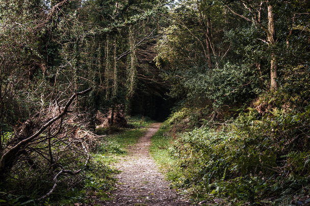Farben des Sommer- oder Märchenwaldes: Ballyfad Forest, irland - Foto, Bild