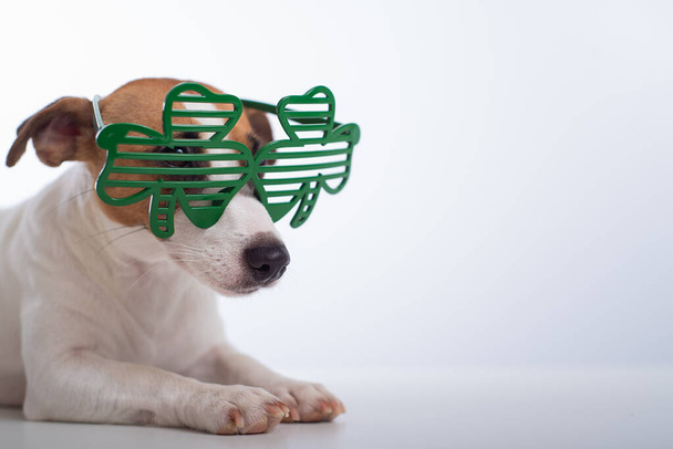 Beyaz arka planda komik gözlüklü köpek Jack Russell Terrier 'ın portresi. Aziz Patrick Günü Tatil Konsepti - Fotoğraf, Görsel