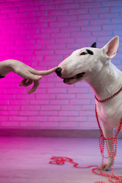 lidská ruka se dotýká nosu bílého bulteriéra psa proti cihlové zdi pozadí v neonově růžové a modré tóny - Fotografie, Obrázek