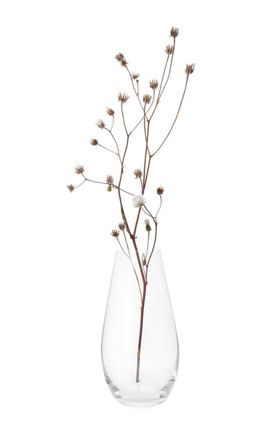 Beautiful plant in glass vase on white background - Foto, imagen