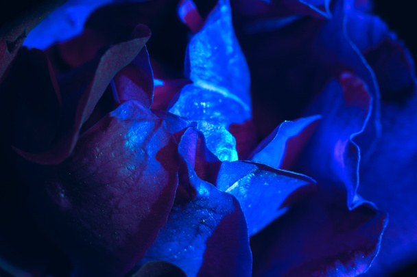 Beautiful fresh roses. Green neon  rose close up. Bright macro background. - Photo, image