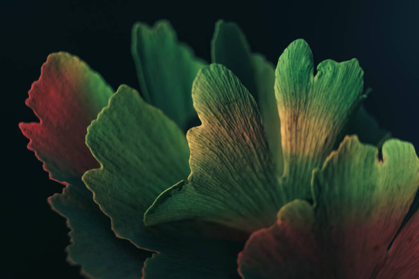 Beautiful abstract leaf with color light. Close up of green  leaf Ginkgo on a Ginkgo Biloba little tree on a black background. Macro photography view. - Photo, Image