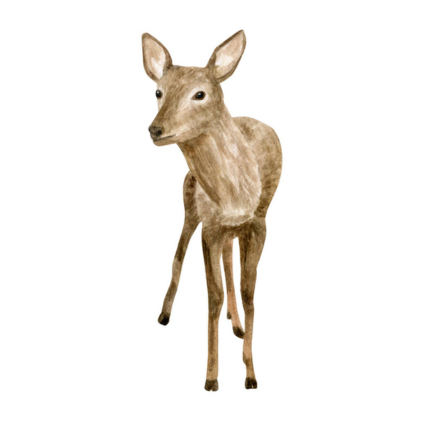 Znázornění jelena akvarelu. Ručně malovaný realistický koloušek, portrét jelena. Zvířecí kresba izolovaná na bílém pozadí. Hnědí sobi, lesní savci. - Fotografie, Obrázek