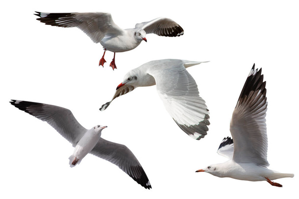 Set of seagulls flying isolated on white background - Photo, Image