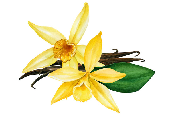 Vanilka na izolovaném bílém pozadí, akvarel ilustrace. Květiny, poupata a vanilkové tyčinky - Fotografie, Obrázek