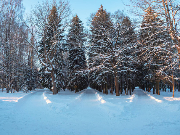 Een pad kiezen. Drie wegen in het winterpark. De kruising, drie boswegen samenkomen in een. - Foto, afbeelding