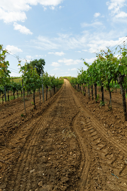 Landscape in the Tokay grapes - Photo, Image