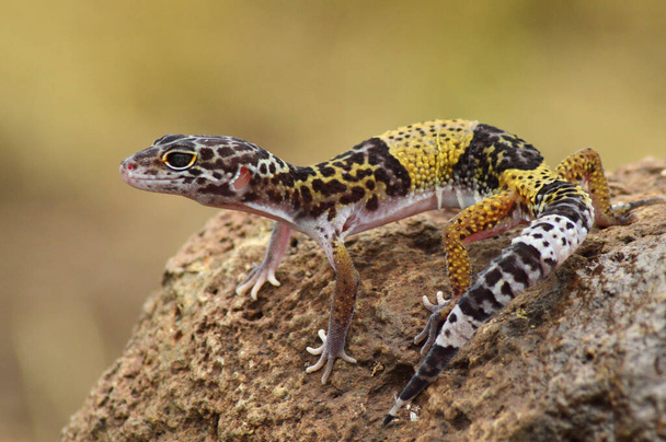 Indian leopard gecko, Eublepharis fuscus, Baramati, Maharashtra,  India  - Photo, Image