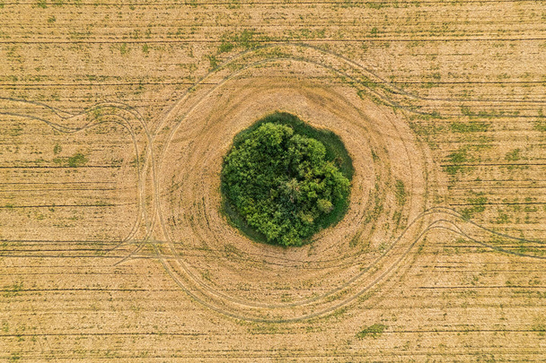Fly over the field after harvest. An even circle of untouched vegetation in the middle of a cultivated field. Geometry and shapes in nature - Foto, Imagem