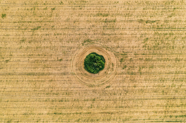 Fly over the field after harvest. An even circle of untouched vegetation in the middle of a cultivated field. Geometry and shapes in nature - Фото, изображение