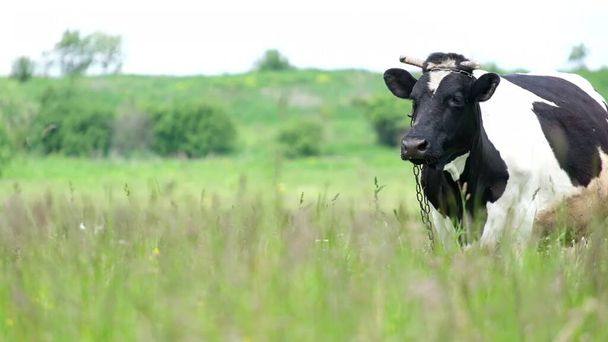 Mucca bianca e nera pascola sull'erba verde in estate al pascolo, prato verde. - Foto, immagini