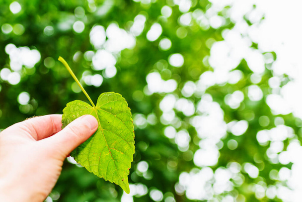 Hand holding green leaf heart shape on blur green nature background and sunlight.Concept eco earth day. - Φωτογραφία, εικόνα