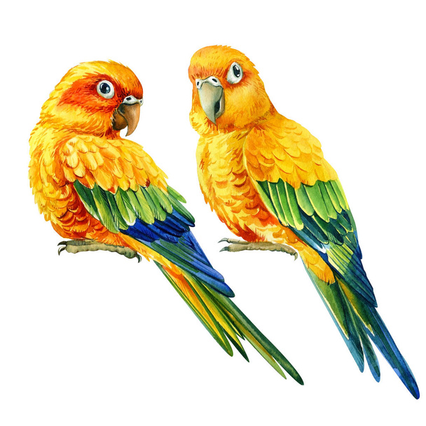Tow ptáci, hrdličky papoušci na izolovaném bílém pozadí, akvarel ilustrace, - Fotografie, Obrázek