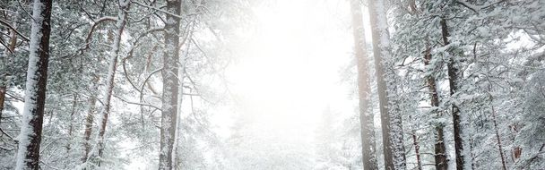 Hóval borított, örökzöld erdős dombok. Hóvihar. Fenyő, lucfenyő közelkép. Kilátás egy ösvényről. Légköri táj. Téli csodaország. Éghajlatváltozás, természeti környezet megőrzése. Európa - Fotó, kép