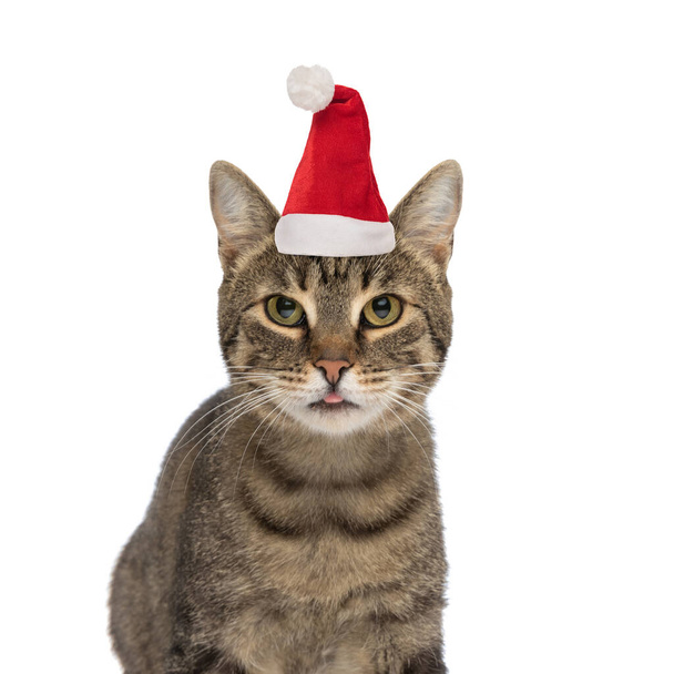 cute metis tabby kitty wearing christmas hat and sticking out tongue while sitting on white background in studio - Photo, Image