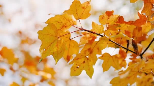Aard van de verse goudgele esdoorn blad in de tuin bij de herfst. Herfst natuurlijke achtergrond. .Blured, design-element. - Video